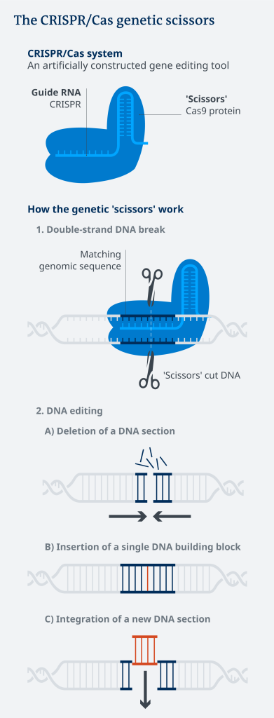 CRISPR-Cas genetic scissors mechanism for precision gene editing.