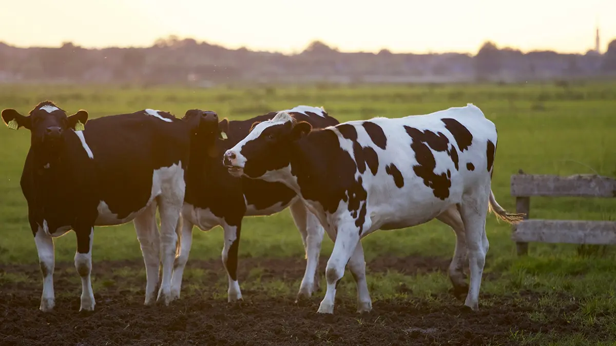 animals-ruminants4