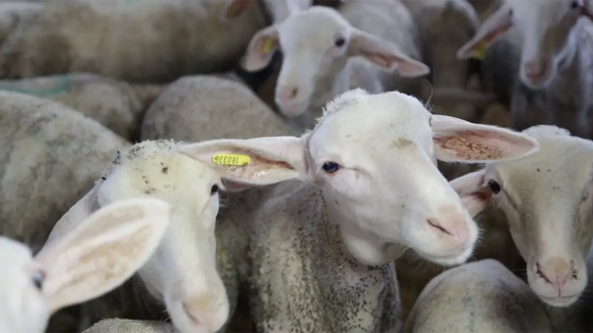 animals-sheep