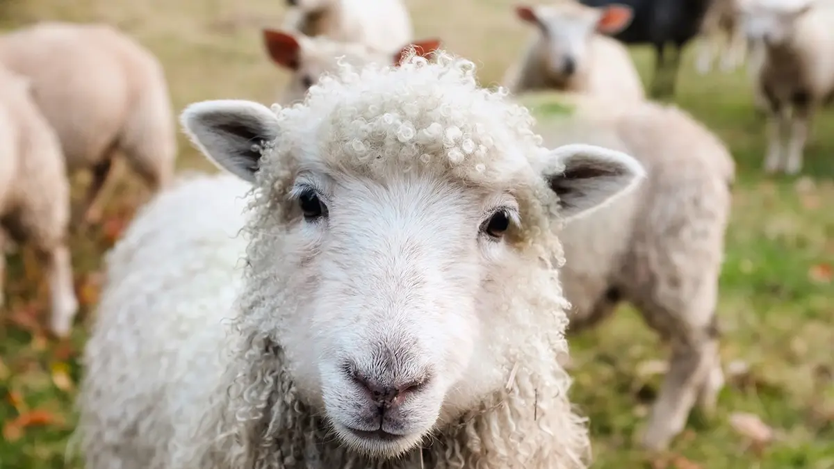 animals-sheep1
