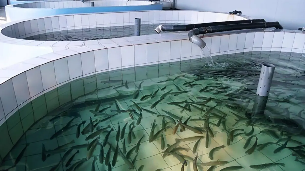 gem-Experimental-cooperation-breeding-fish