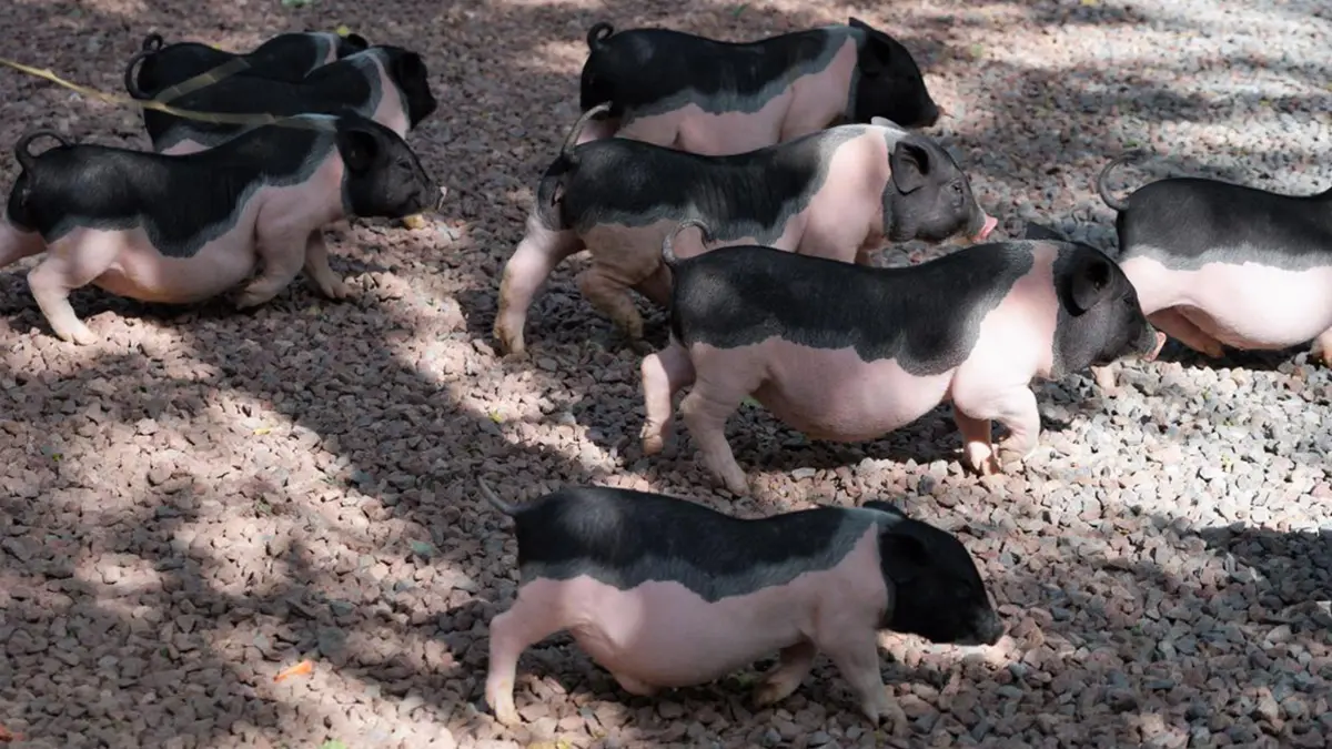 gem-animal-domestic swine-1