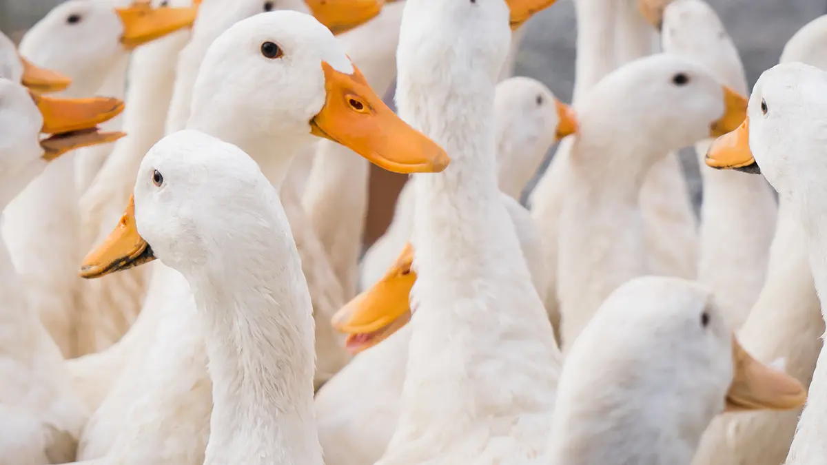 gem-animal-duck-1