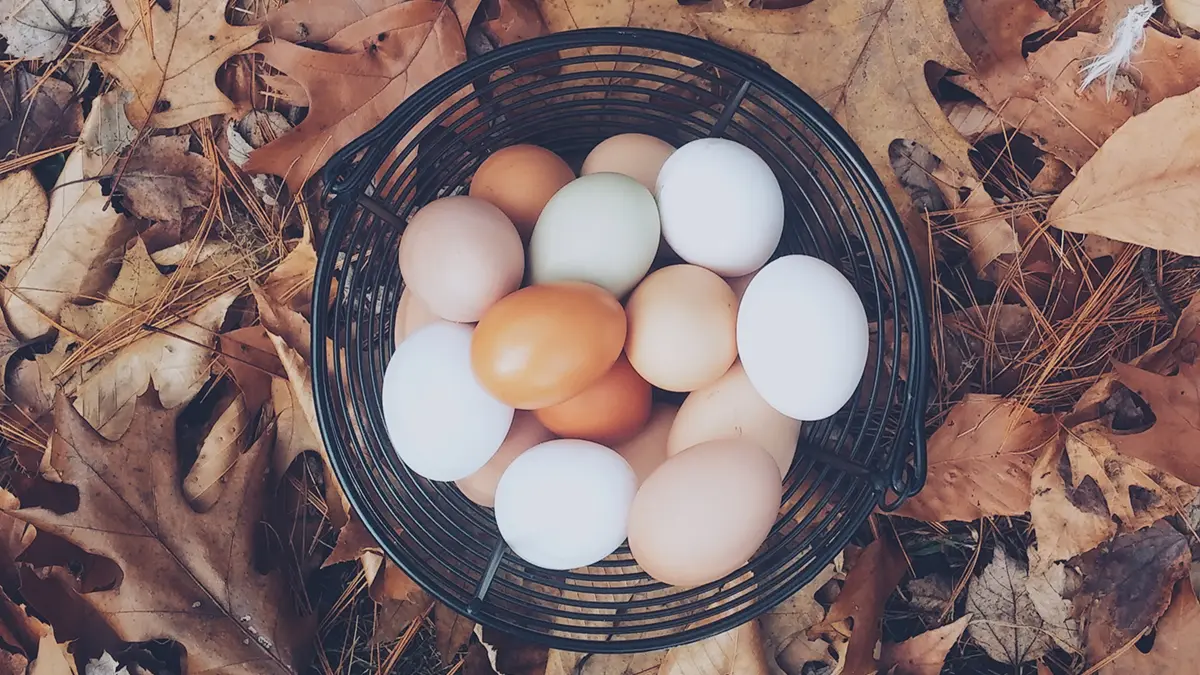 gem-animal-egg-1