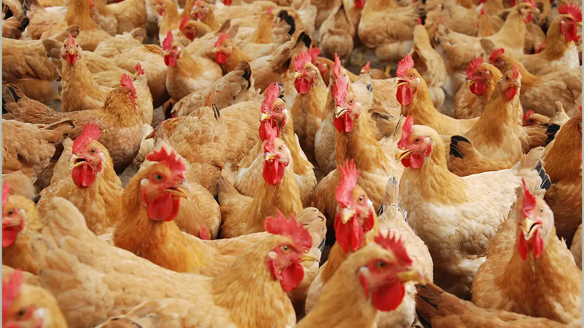 gem-animal-poultry-05