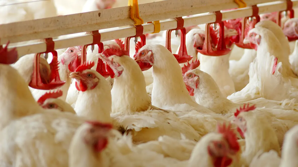 gem-animal-poultry-06