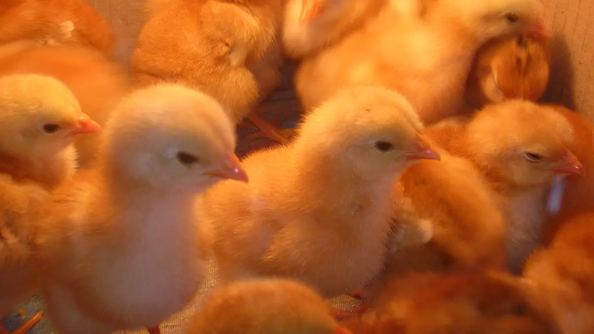 gem-animal-poultry-chick-01