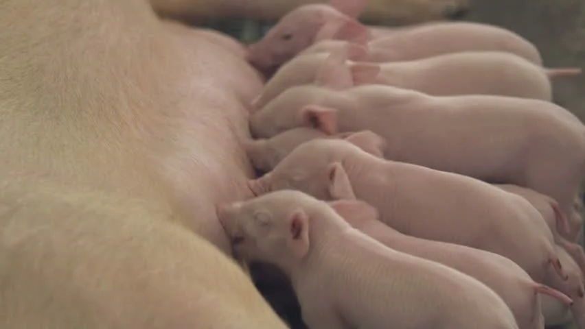 gem-animal-swine-4