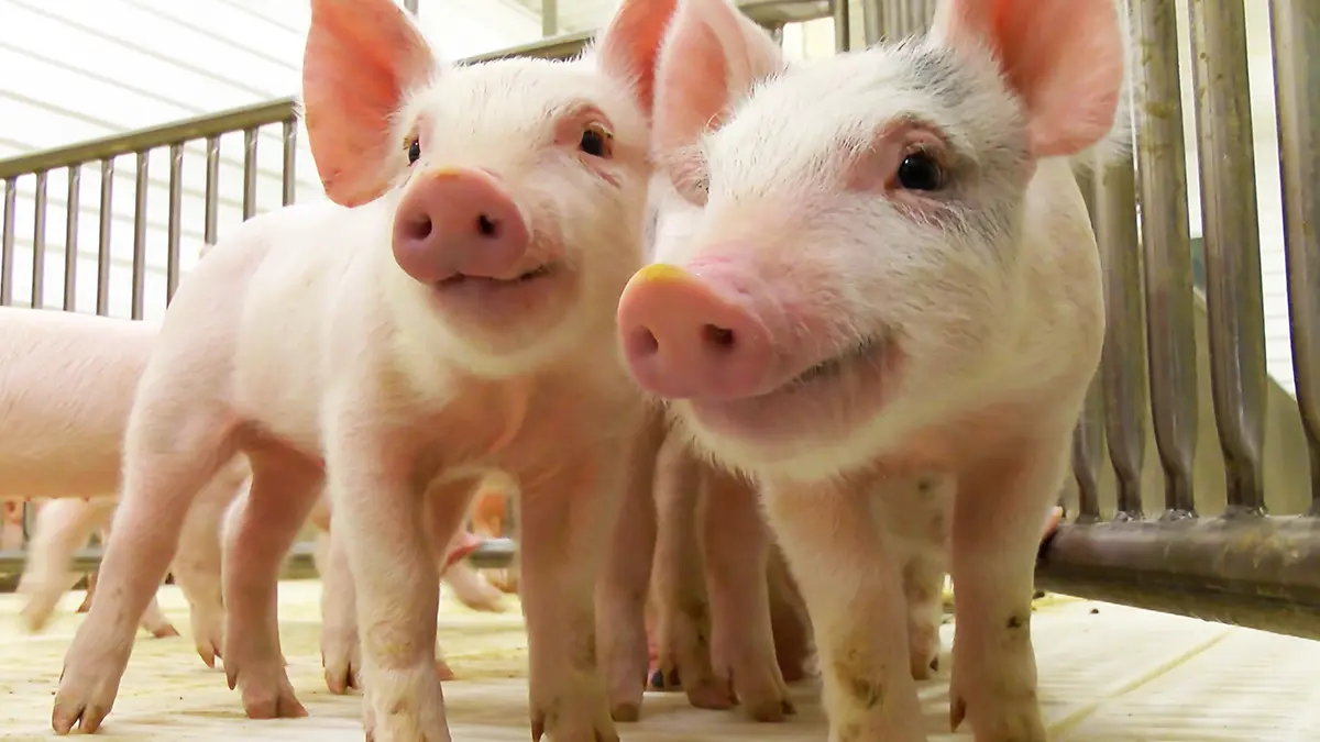 gem-animal-swine-piglets-4