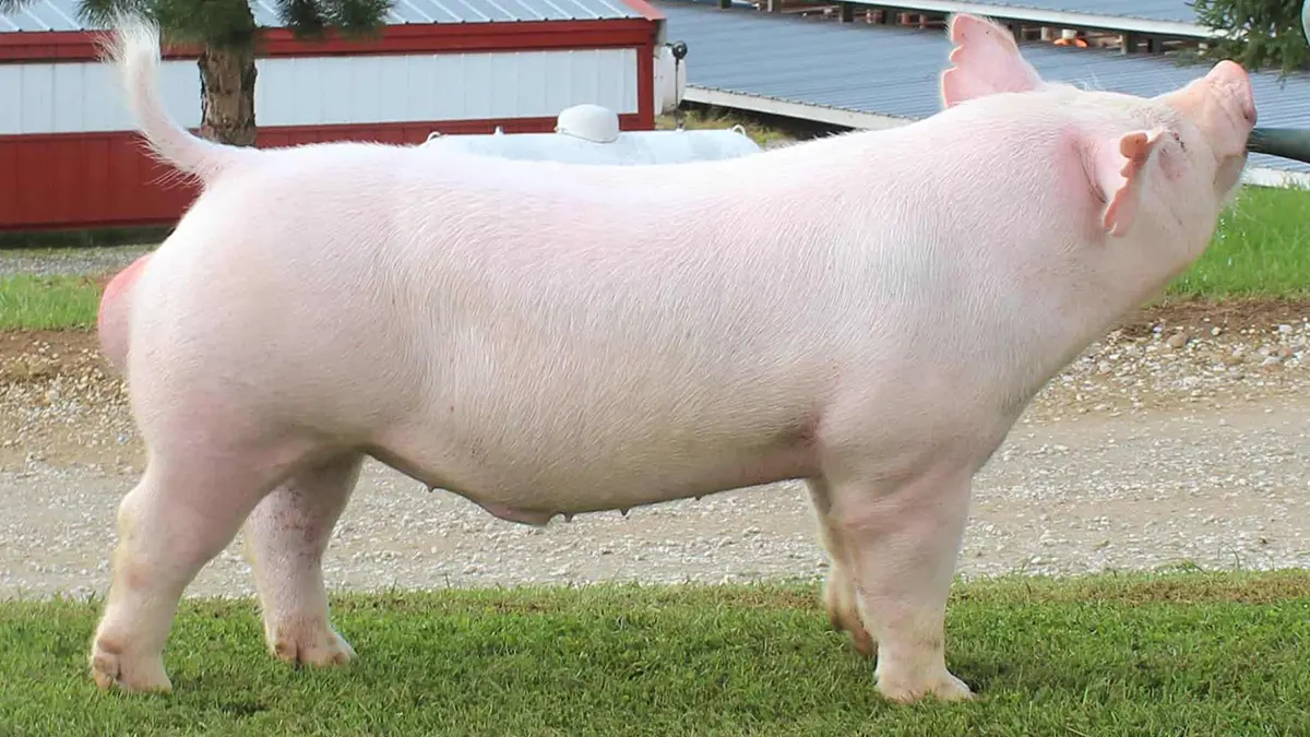 gem-animals-Yorkshire-boar