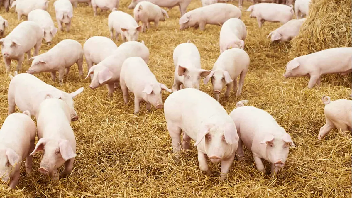 gem-animals-Yorkshire-pigs