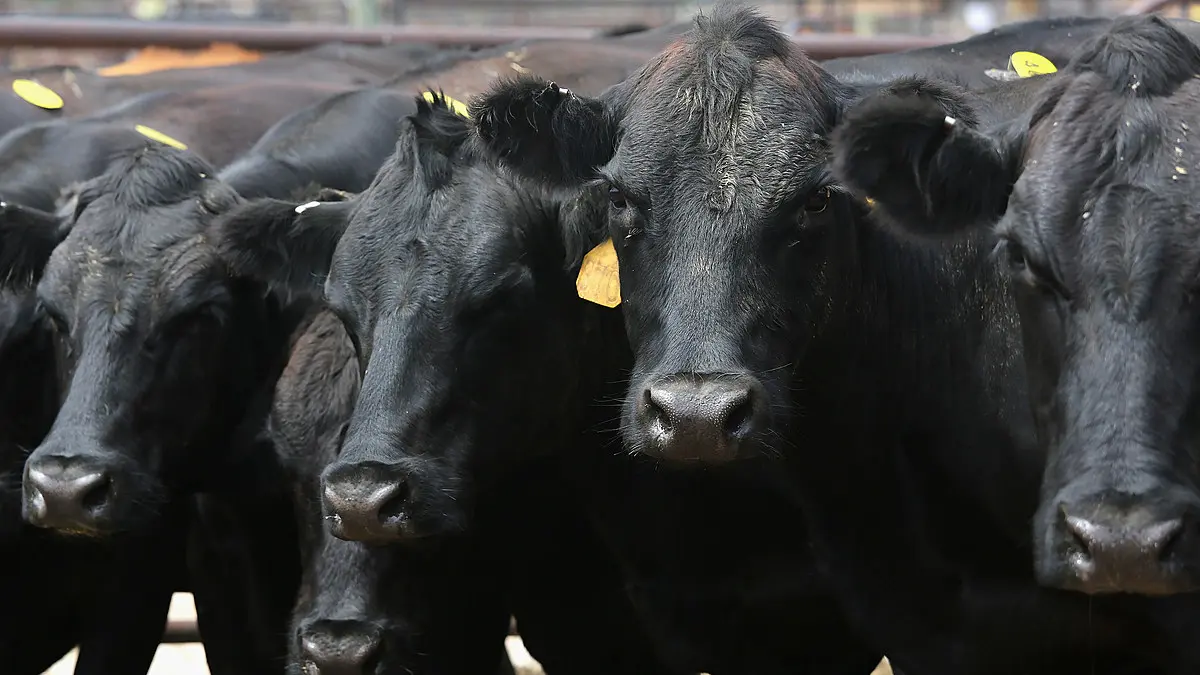 gem-animals-angus-cattle-2
