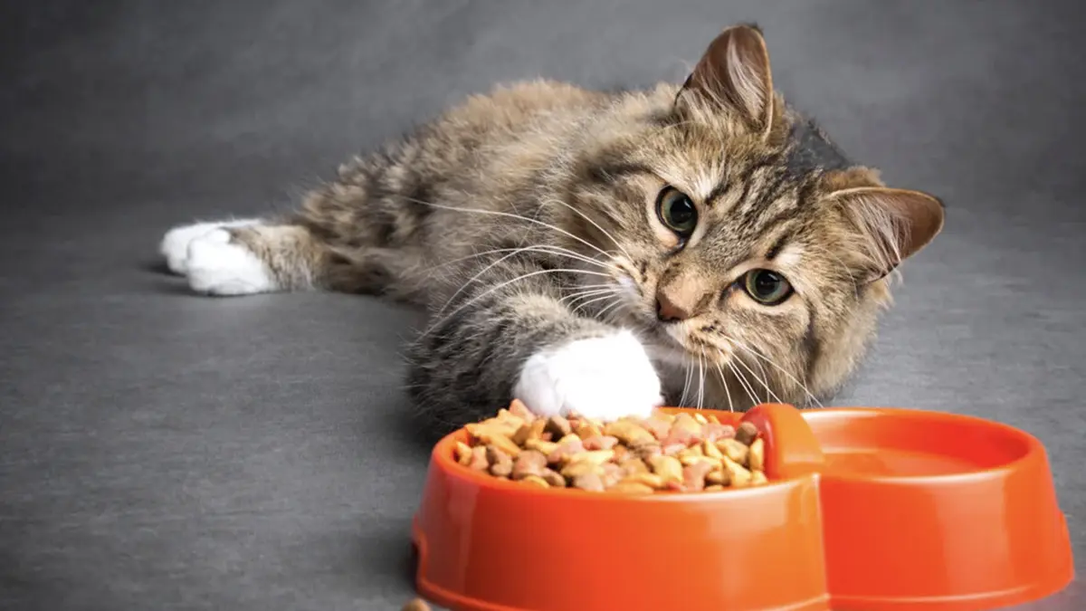 gem-animals-cat-1