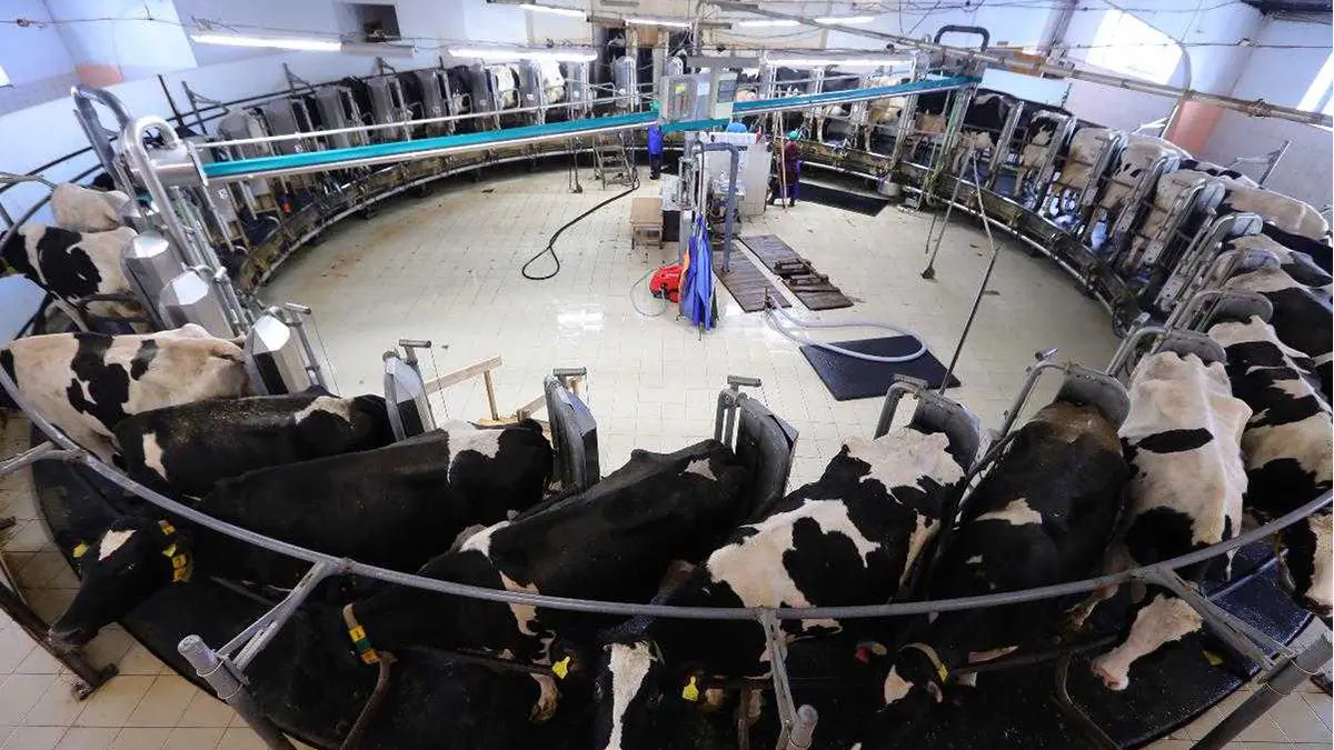 gem-animals-cow-milking-3