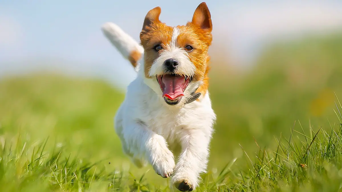 gem-animals-dog-1