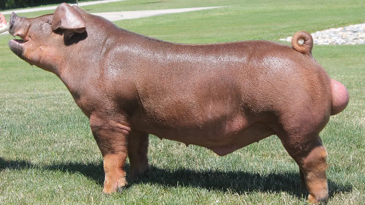 gem-animals-duroc-male-swine-2