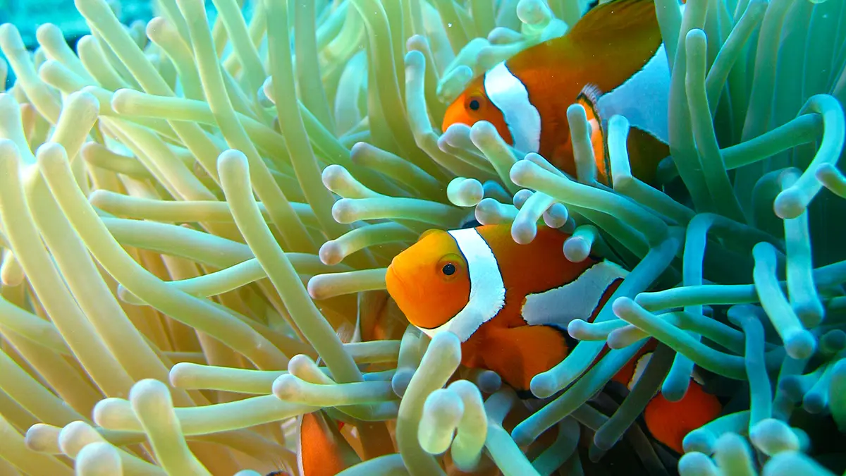 gem-animals-fish