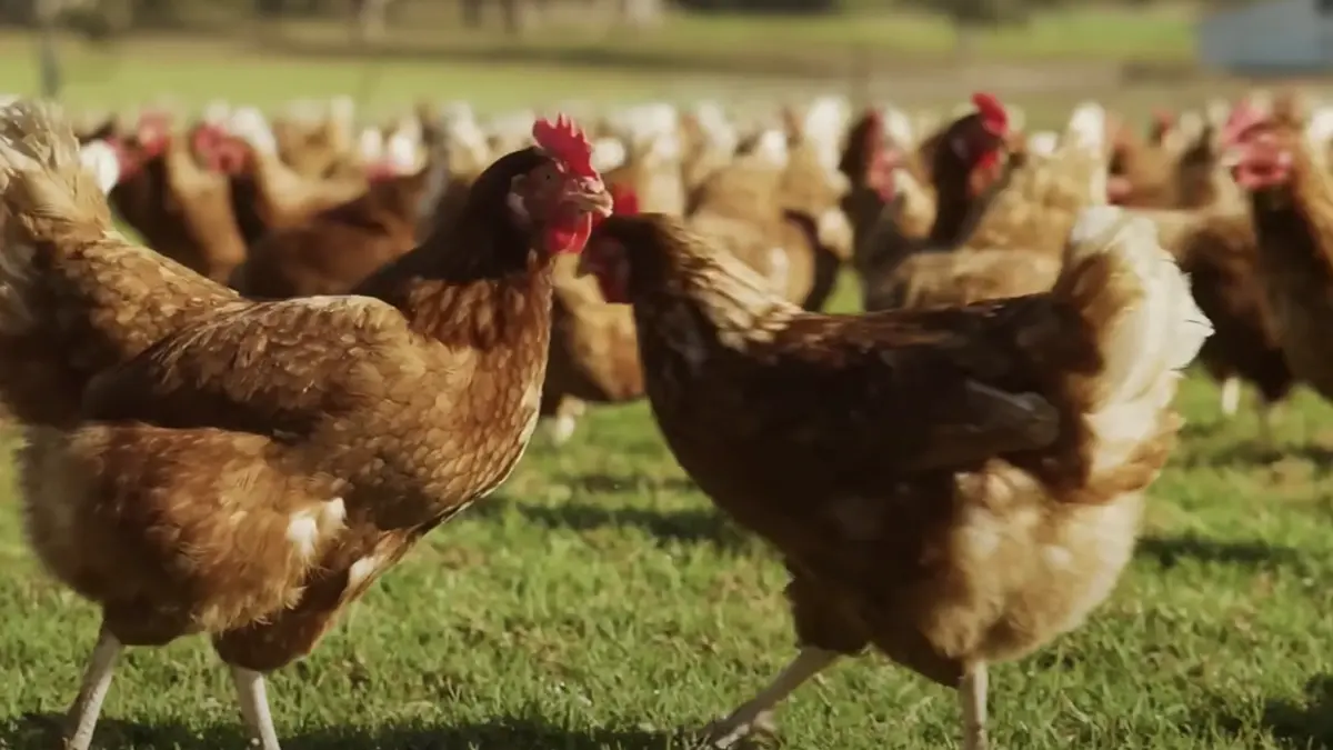 gem-animals-hens-1