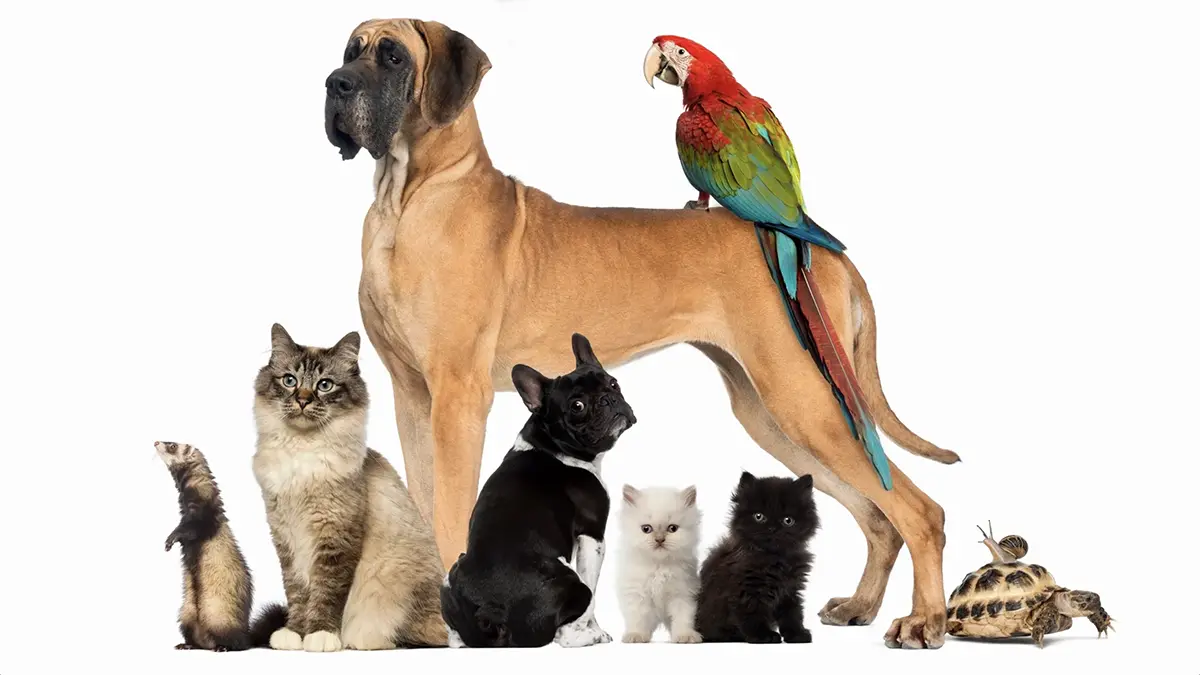 gem-animals-pet-1