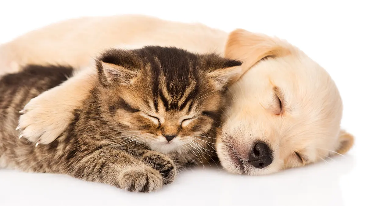 gem-animals-pet-3