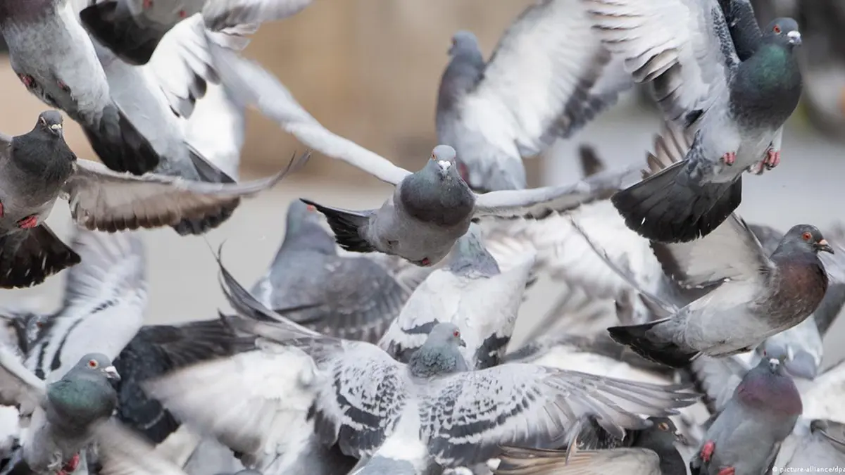gem-animals-pigeon-3