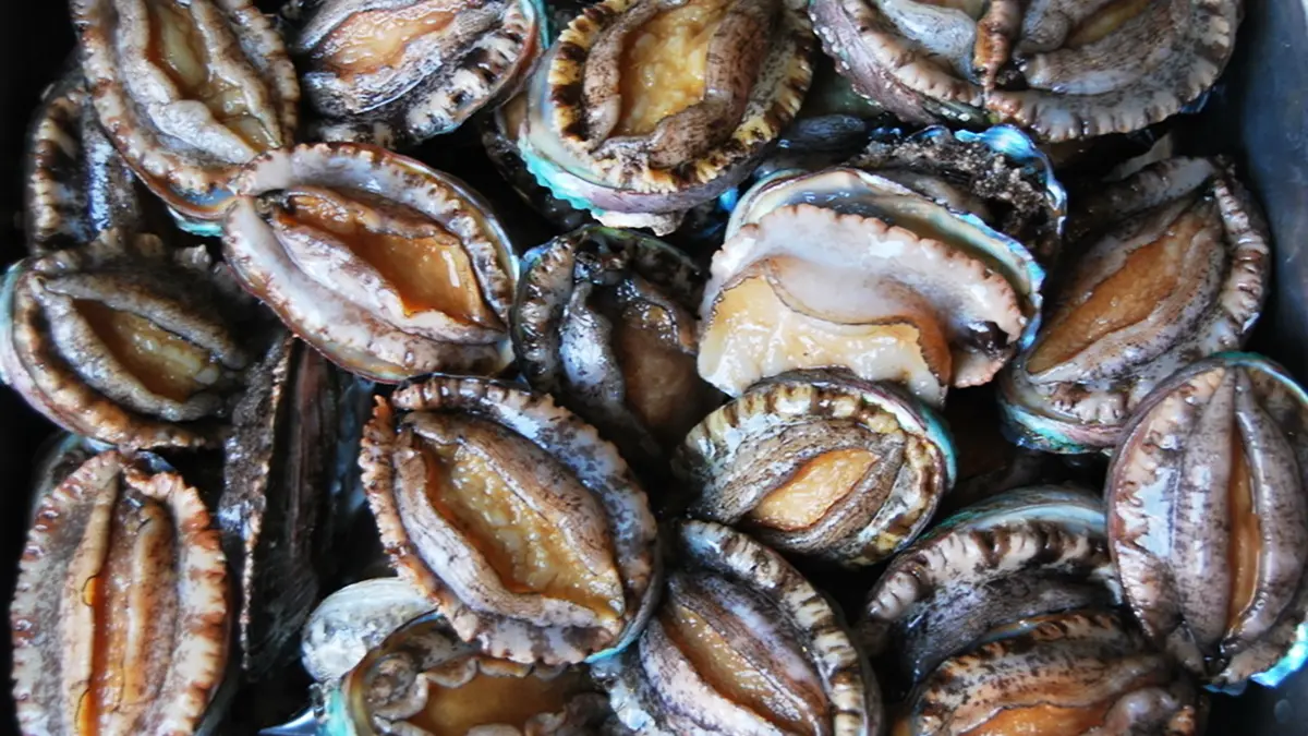 gem-aquaculture-abalone-1