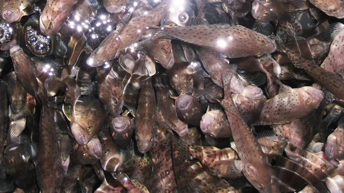 gem-aquaculture-fish-2