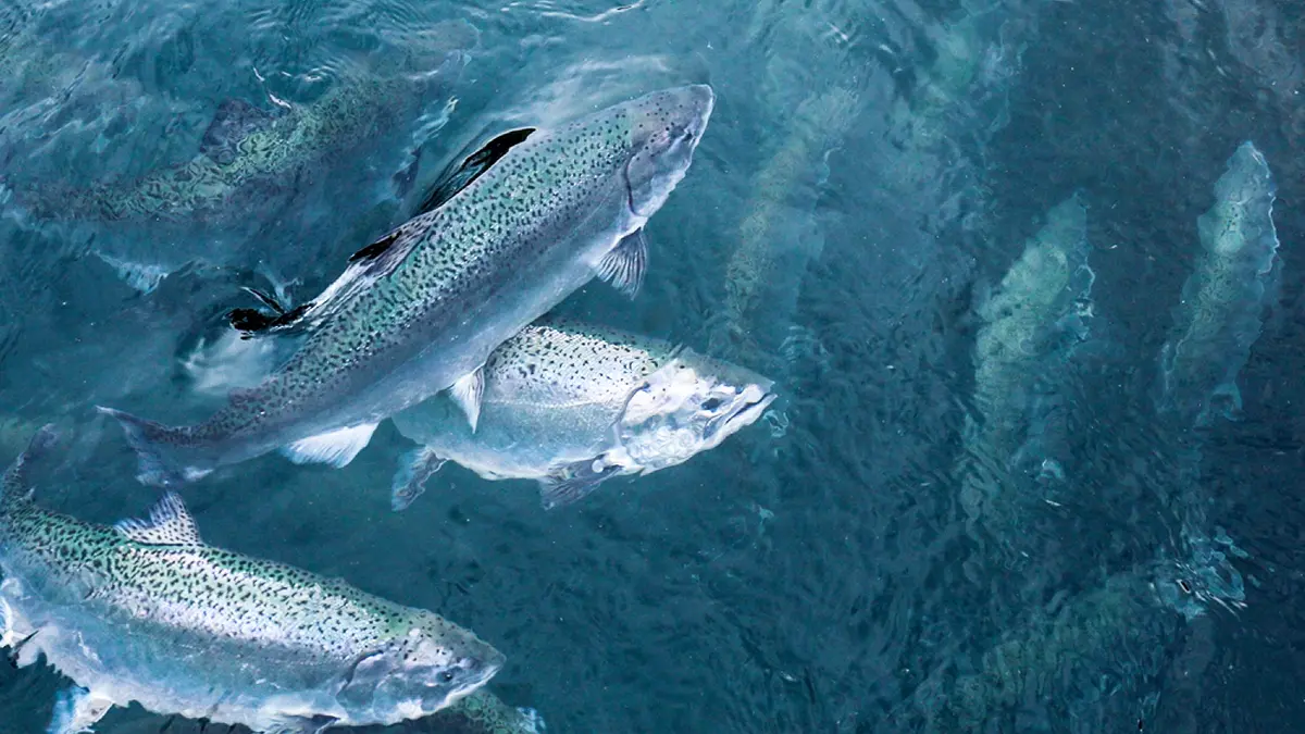 gem-aquaculture-salmon-3