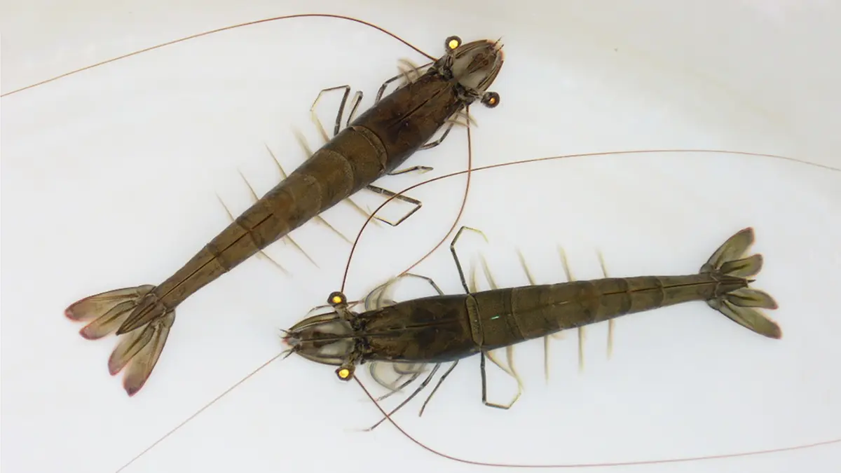 gem-aquaculture-shrimp-3