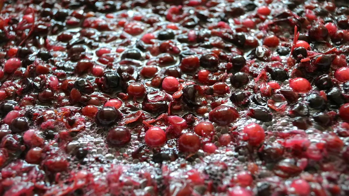 gem-fermentation-3