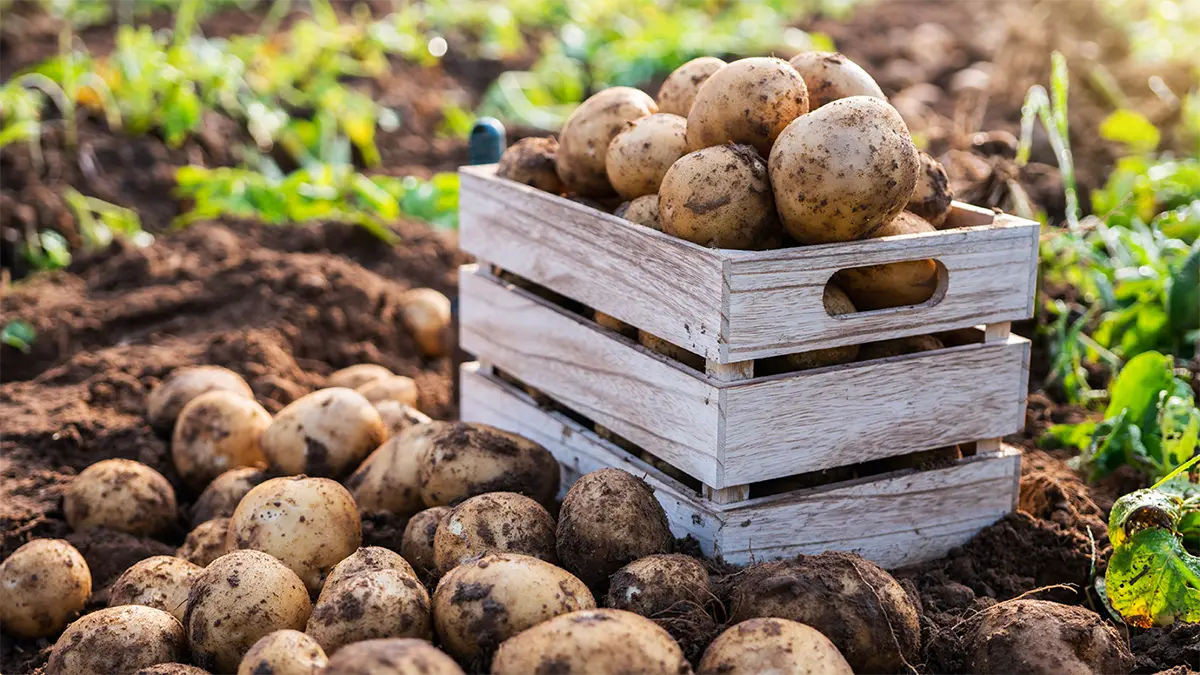 plant-Potatoes-3