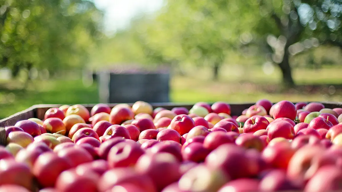 plant-apple-1