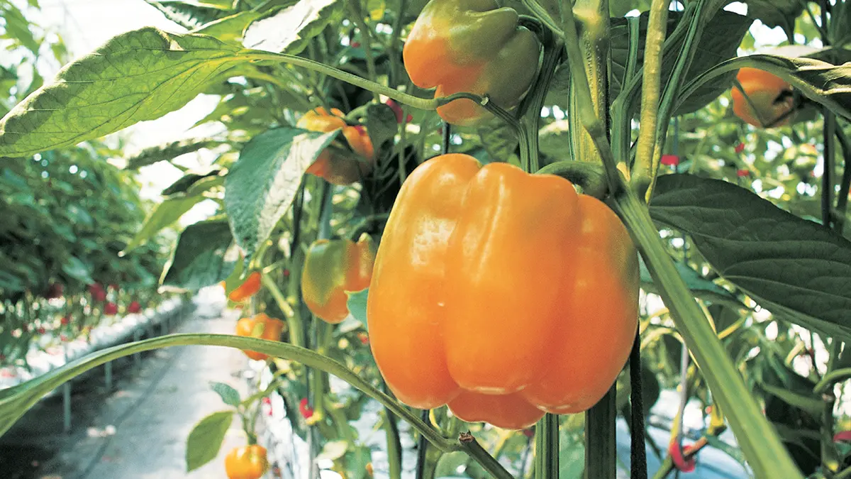 plant-bell pepper-1