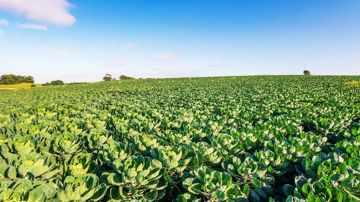 plant-brussel-sprouts-1