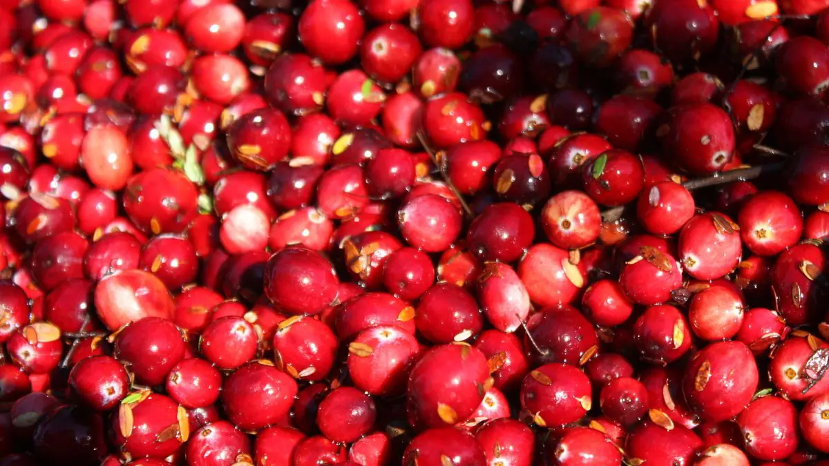 plant-coffee-2
