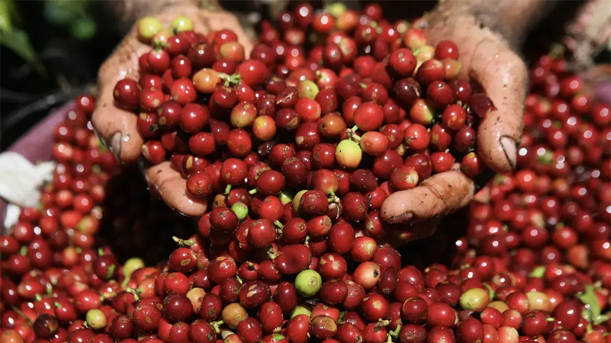 plant-coffee-4