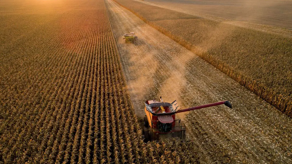 plant-corn-1