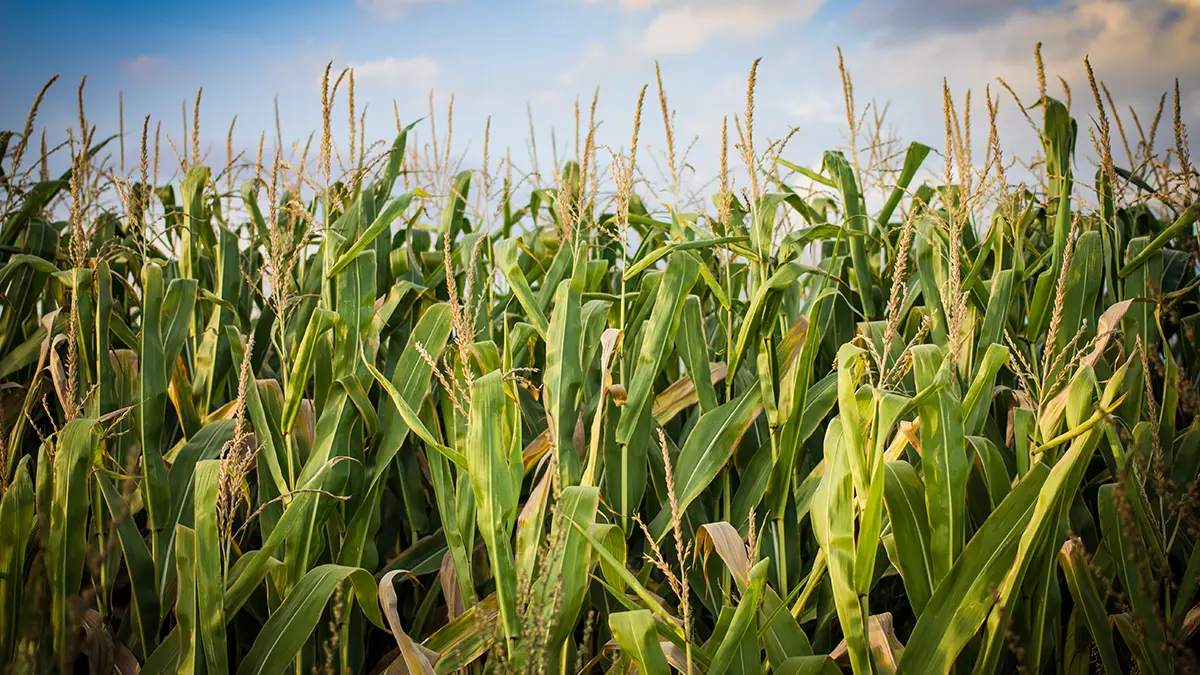 plant-corn-2