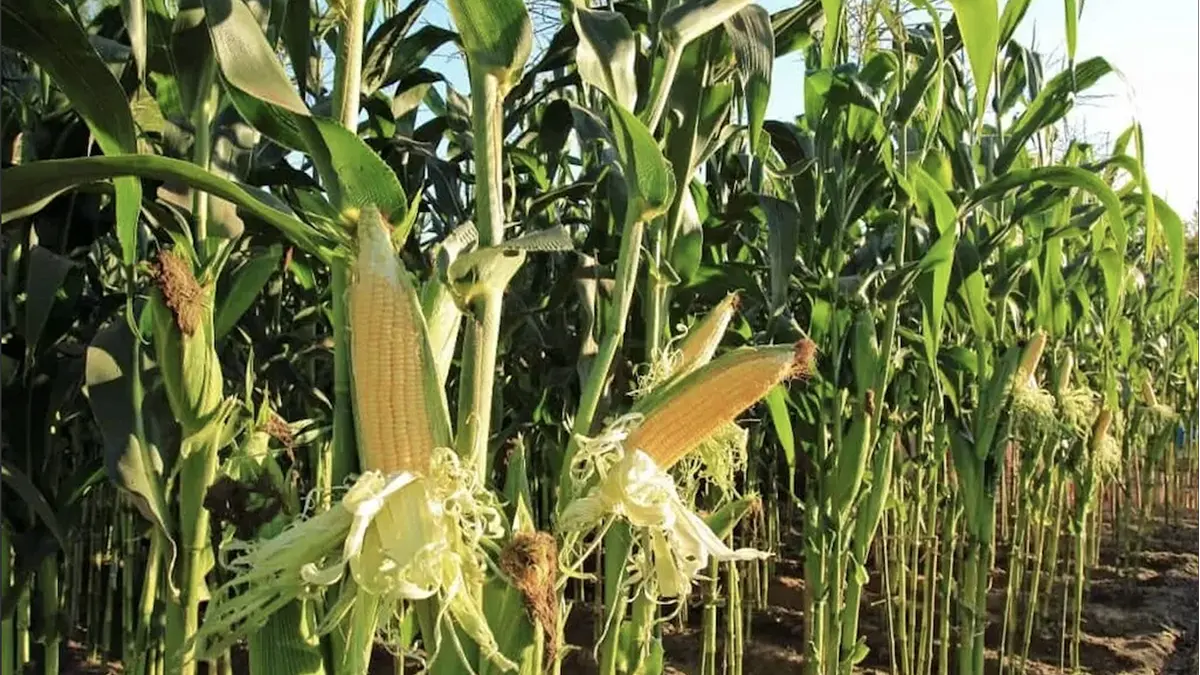 plant-corn-4
