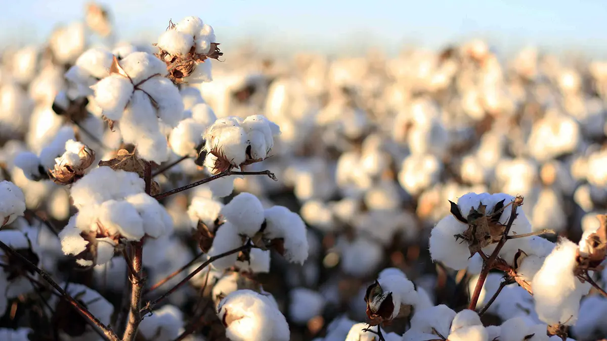 plant-cotton-3