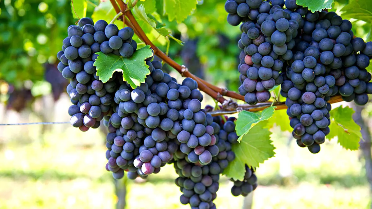 plant-grapevine-2