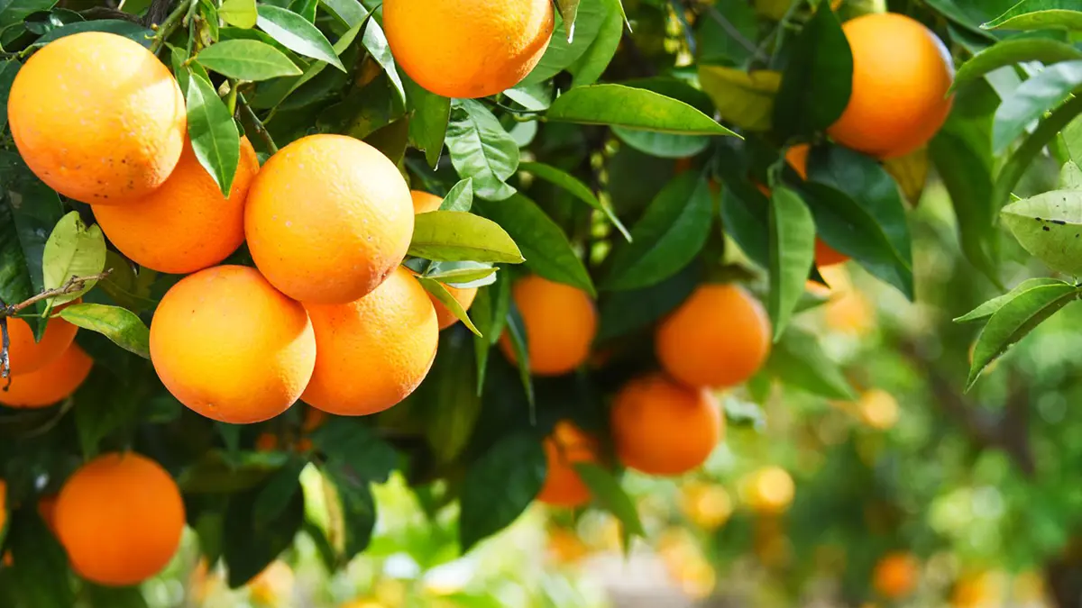 plant-orange-2