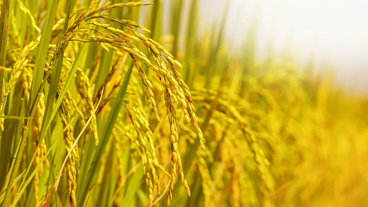 plant-rice-1