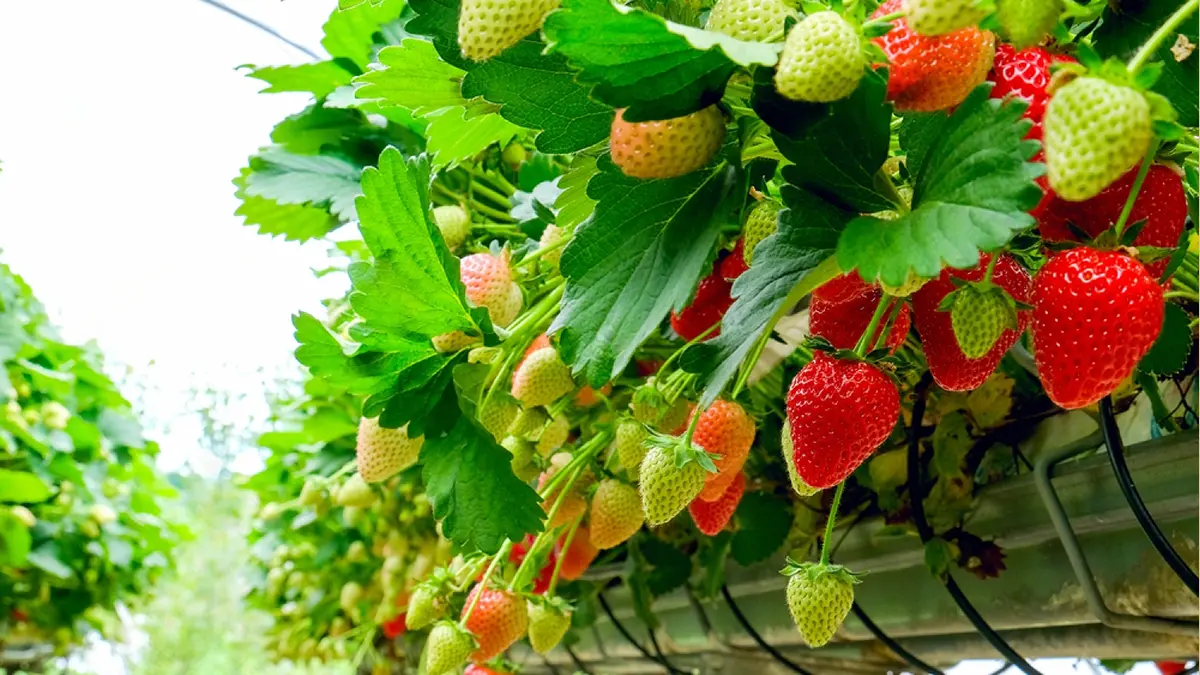 plant-strewberry-3