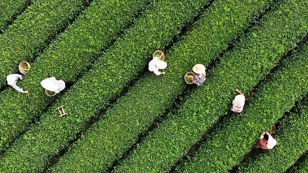 plant-tea-2