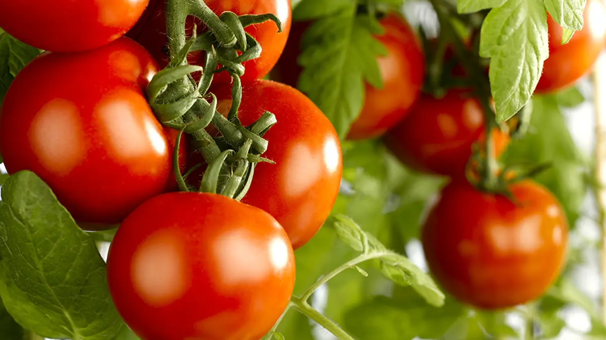 plant-tomato-2