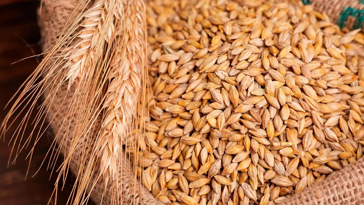 plant-wheat-1