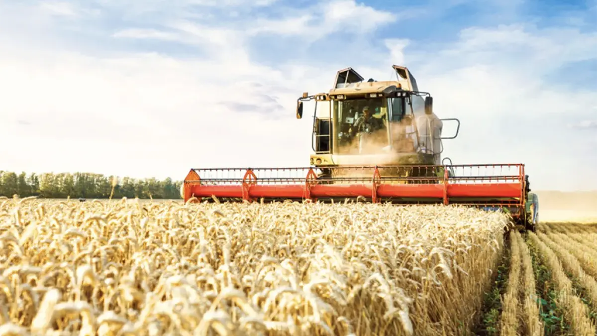 plant-wheat-2