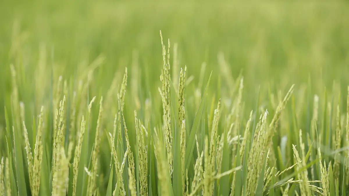 plant-wheat-5