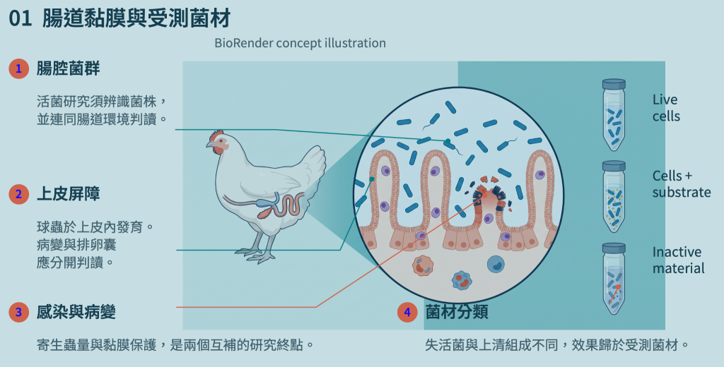 01 腸道黏膜與受測菌材：腸腔菌群、上皮屏障、感染與病變及菌材分類，保留中文旁註與英文標籤。